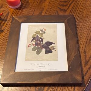 Framed Audubon Page Print